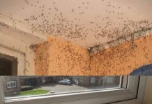 SMJESA KOJA ĆE VAS SPASITI OD MUHA I KOMARACA: Otjerat će ih iz vašeg doma zauvijek