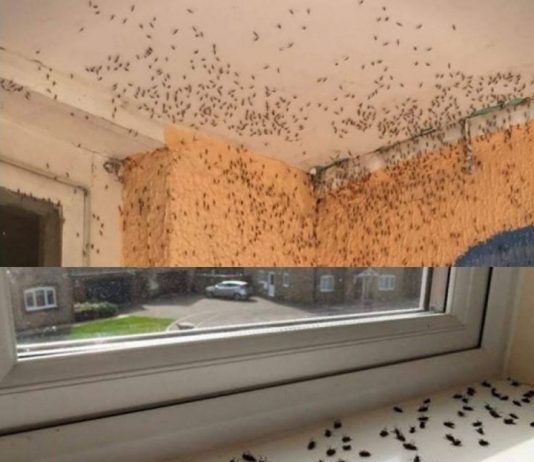 SMJESA KOJA ĆE VAS SPASITI OD MUHA I KOMARACA: Otjerat će ih iz vašeg doma zauvijek