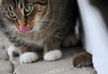 ZNATE LI ZAŠTO MAČKE DONOSE MIŠEVE VLASNICIMA? Postoji jako dobar razlog: EVO ŠTA VAM MAČKA POKUŠAVA REĆI